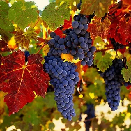 Διαμέρισμα Au Coeur Du Vignoble Westhalten