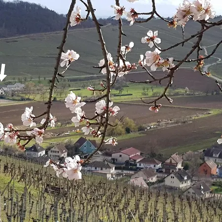 Διαμέρισμα Au Coeur Du Vignoble Westhalten